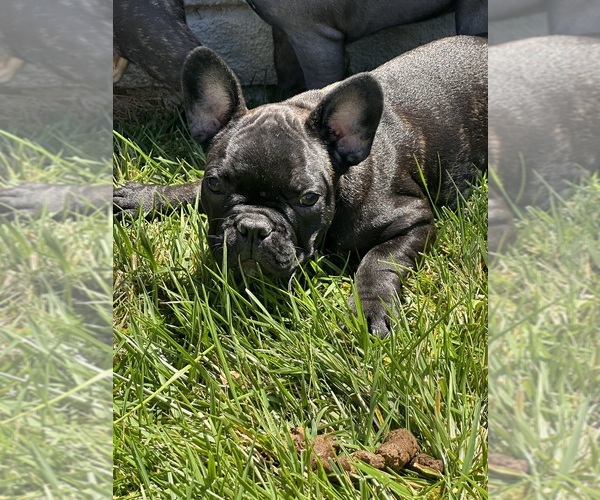 Medium Photo #4 French Bulldog Puppy For Sale in SALINAS, CA, USA