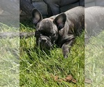 Small Photo #13 French Bulldog Puppy For Sale in SALINAS, CA, USA