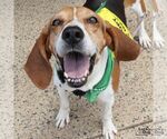 Small Photo #8 Treeing Walker Coonhound-Unknown Mix Puppy For Sale in Washington, DC, USA