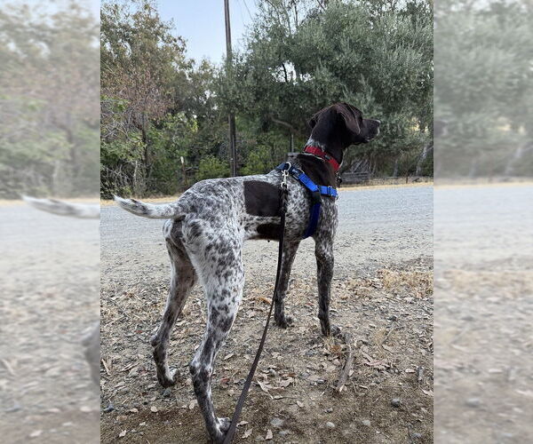 Medium Photo #3 German Shorthaired Pointer Puppy For Sale in Menlo Park, CA, USA