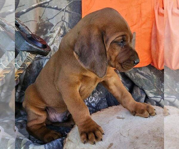 Medium Photo #4 Redbone Coonhound Puppy For Sale in DENVER, PA, USA