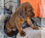 Small #3 Redbone Coonhound