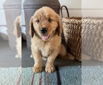 Puppy Puppy 4 Golden Retriever