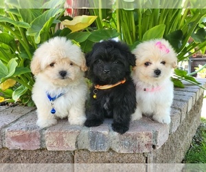 Maltipoo Puppy for sale in TEMECULA, CA, USA