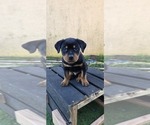 Small Rottweiler