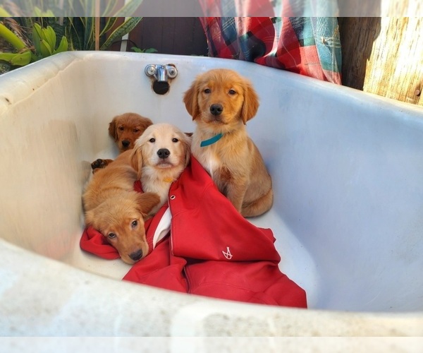 Medium Photo #5 Golden Retriever Puppy For Sale in LOS ANGELES, CA, USA