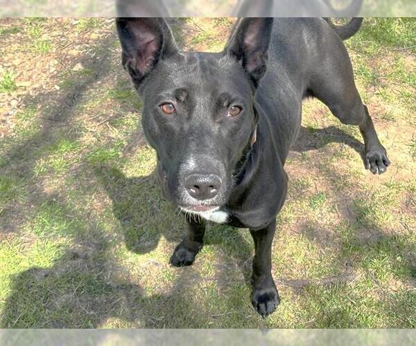 Medium Photo #1 Mutt Puppy For Sale in Waco, TX, USA