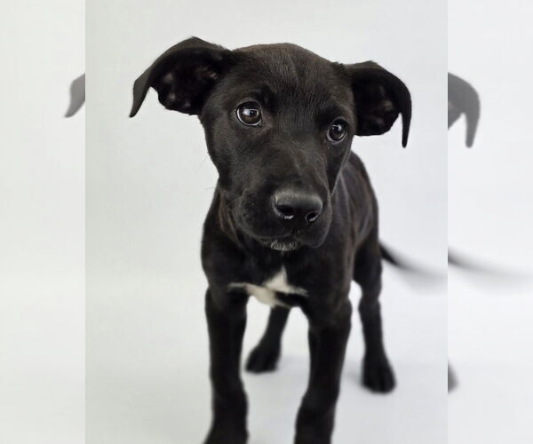 Medium Photo #5 Labrottie Puppy For Sale in Lakewood, CO, USA