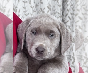 Labrador Retriever Puppy for sale in DELEVAN, NY, USA