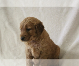 Golden Retriever Puppy for sale in BIG BEND, CO, USA