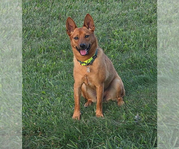 Medium Photo #3 Mutt Puppy For Sale in Bloomingdale, NJ, USA