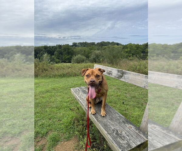 Medium Photo #2 Basset Hound-Unknown Mix Puppy For Sale in Springdale, PA, USA