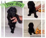 Puppy Thor Goldendoodle