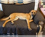 Small #4 Black Mouth Cur-Greyhound Mix