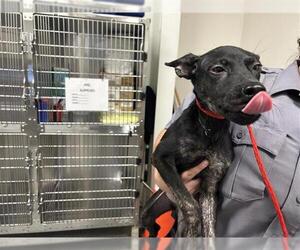 Labrador Retriever-Unknown Mix Dogs for adoption in Houston, TX, USA