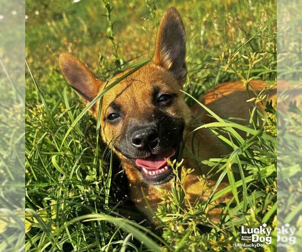 Medium Photo #4 Mutt Puppy For Sale in Washington, DC, USA
