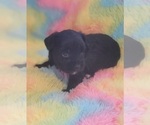 Small Photo #80 Yorkshire Terrier Puppy For Sale in AKRON, OH, USA