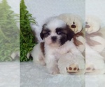 Small #13 Shih Tzu