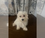 Small #8 Maltese