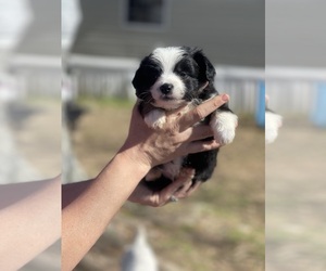 Miniature Australian Shepherd Puppy for sale in CULLMAN, AL, USA