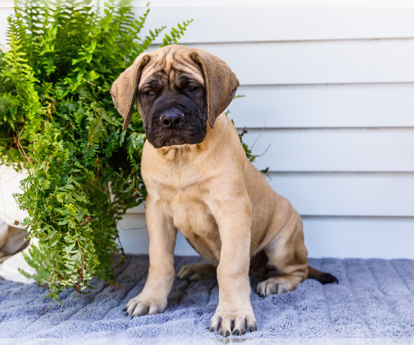 Medium Photo #58 Mastiff Puppy For Sale in WAKARUSA, IN, USA