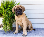 Puppy Horace Mastiff
