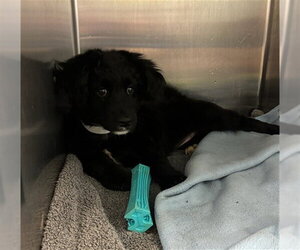 Labrador Retriever Dogs for adoption in Rancho Cucamonga, CA, USA