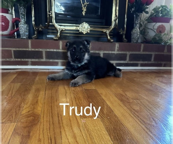 Medium Photo #1 German Shepherd Dog Puppy For Sale in WOODBRIDGE, VA, USA