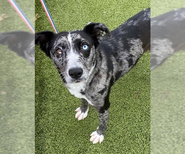 Medium Photo #1 Catahoula Leopard Dog-Unknown Mix Puppy For Sale in Fayetteville, NC, USA