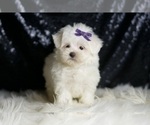 Small #5 Maltese