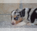 Small Photo #7 Australian Shepherd Puppy For Sale in DIXON, MO, USA