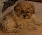 Small Photo #1 Zuchon Puppy For Sale in DENVER, CO, USA