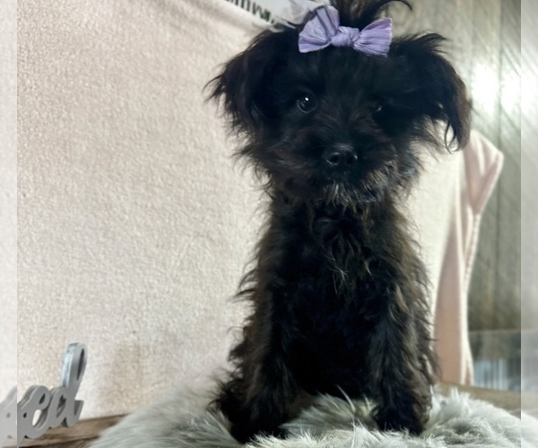 Medium Photo #3 YorkiePoo Puppy For Sale in NAPPANEE, IN, USA