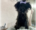 Small Photo #3 YorkiePoo Puppy For Sale in NAPPANEE, IN, USA