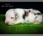 Small Photo #3 Miniature Australian Shepherd Puppy For Sale in SMITHVILLE, AR, USA