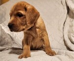 Small Photo #69 Labrador Retriever Puppy For Sale in BUFFALO, NY, USA
