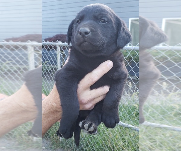 Medium Photo #12 Labrador Retriever Puppy For Sale in OLYMPIA, WA, USA