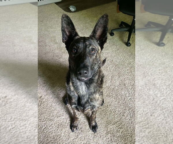 Medium Photo #1 Dutch Shepherd -Unknown Mix Puppy For Sale in Imlay City, MI, USA