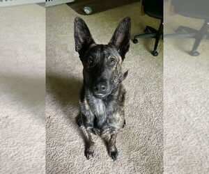 Dutch Shepherd -Unknown Mix Dogs for adoption in Imlay City, MI, USA