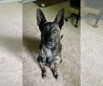 Small Dutch Shepherd  Mix