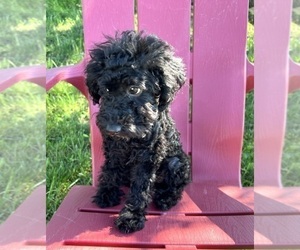 Poodle (Miniature) Puppy for sale in DUNDEE, OH, USA