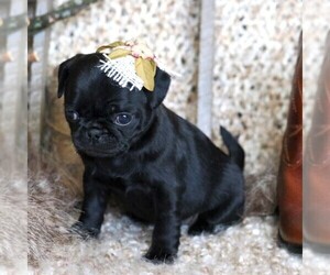 Pug Puppy for sale in FREDERICKSBRG, PA, USA