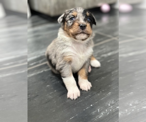 Medium Photo #26 Australian Shepherd Puppy For Sale in NEW BRAUNFELS, TX, USA