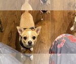 Small #3 Chihuahua