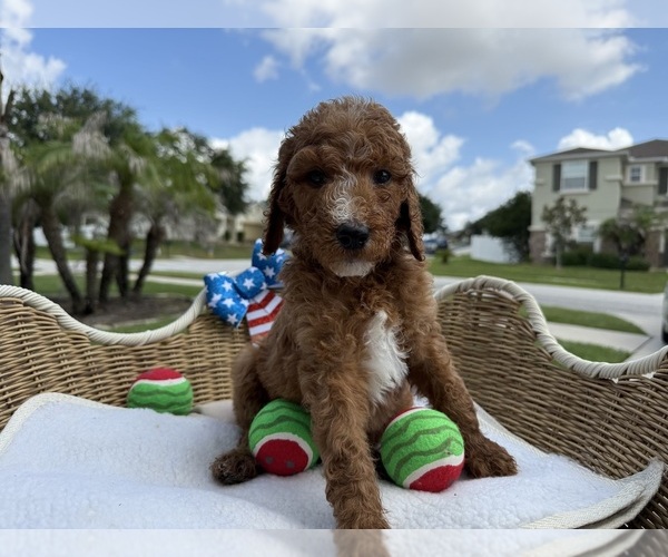 Medium Photo #4 Goldendoodle Puppy For Sale in CLERMONT, FL, USA