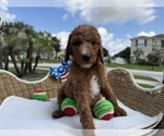 Small #3 Goldendoodle