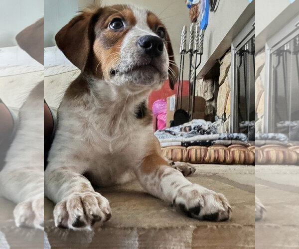 Medium Photo #4 Mutt Puppy For Sale in San Diego, CA, USA