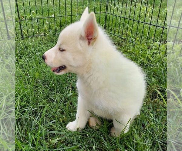 Medium Photo #1 Siberian Husky Puppy For Sale in AINSWORTH, NE, USA