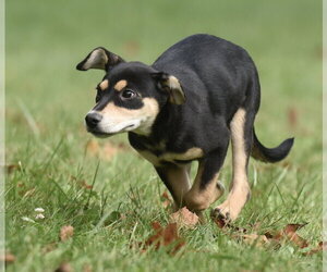 Tweeny - Female Australian Shepherd-Unknown Mix Dog for Adoption - Photo #8