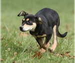 Small Photo #8 Australian Shepherd-Unknown Mix Puppy For Sale in Mechanicsburg, PA, USA